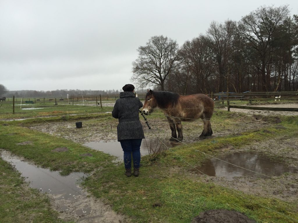 Paardencoaching - 14