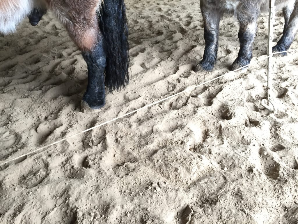 Wat maakt paardencoaching zo geschikt voor mensen met depressies, angsten en andere psychische klachten? Paardencoaching brengt je in het nu.