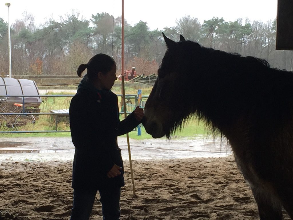 Paardencoaching - 13