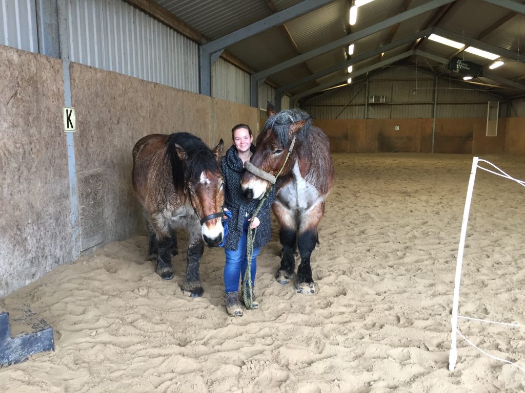 Paardencoaching - 10