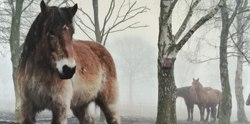 Paardencoaching: het paard als spiegel