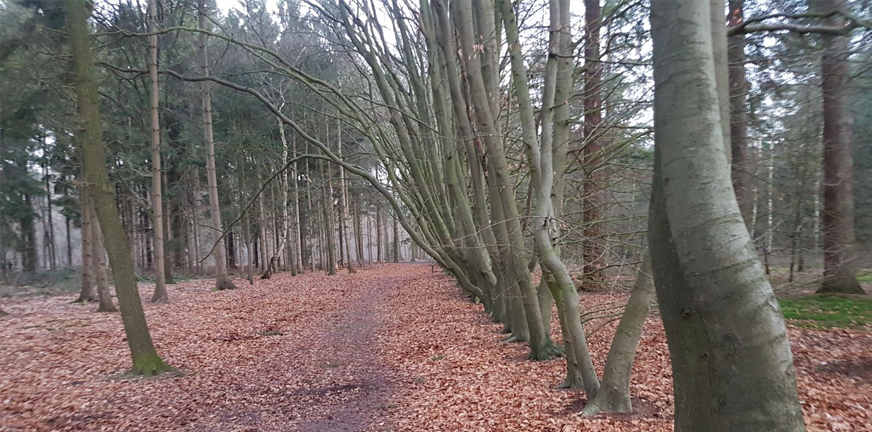 kloet bos