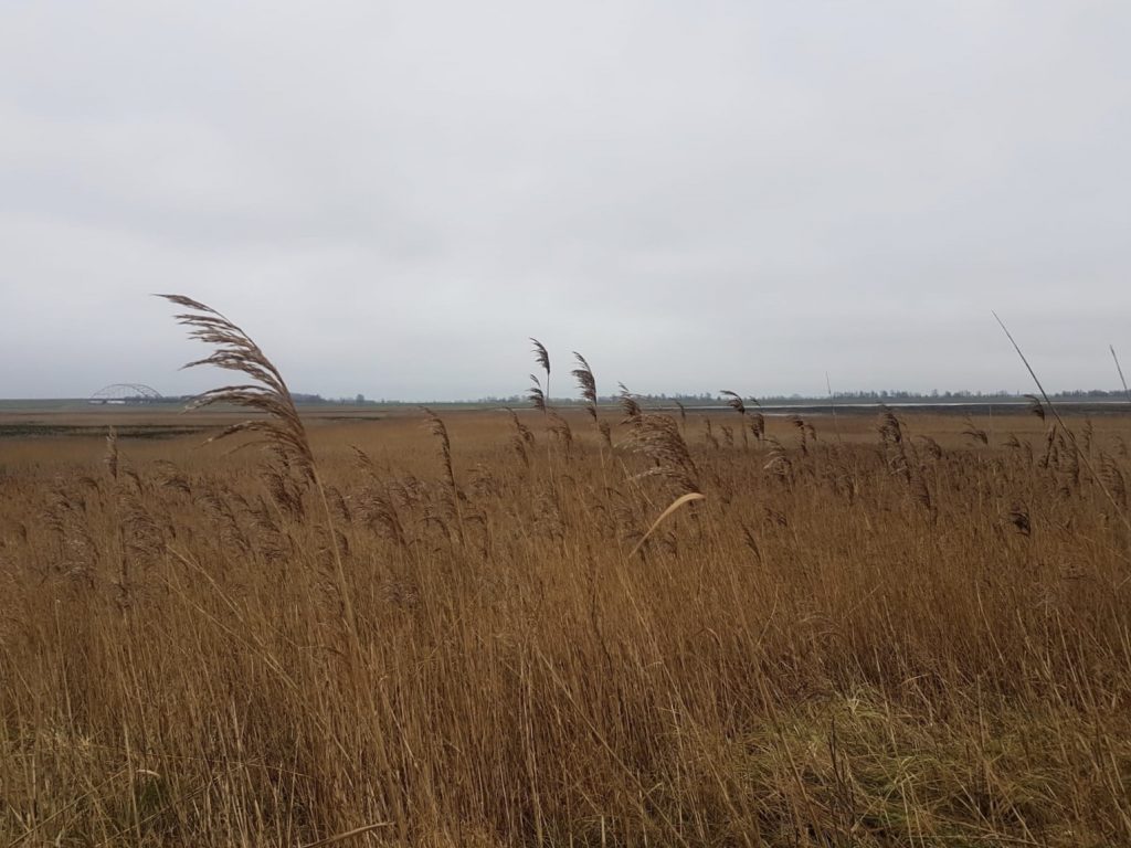 Wuivend riet, over collectieve kwetsbaarheid en veerkracht