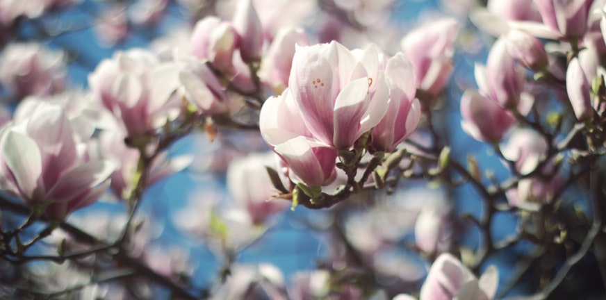 Magnolia – gedicht van Jeroen Kloet