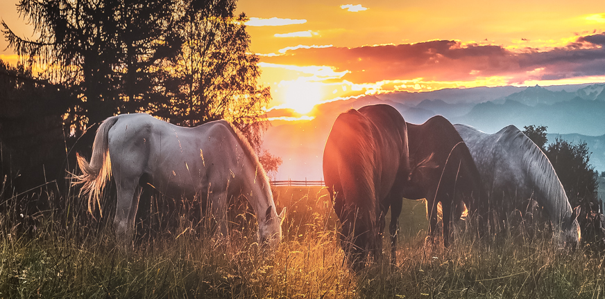 Paardencoaching bij PTSS