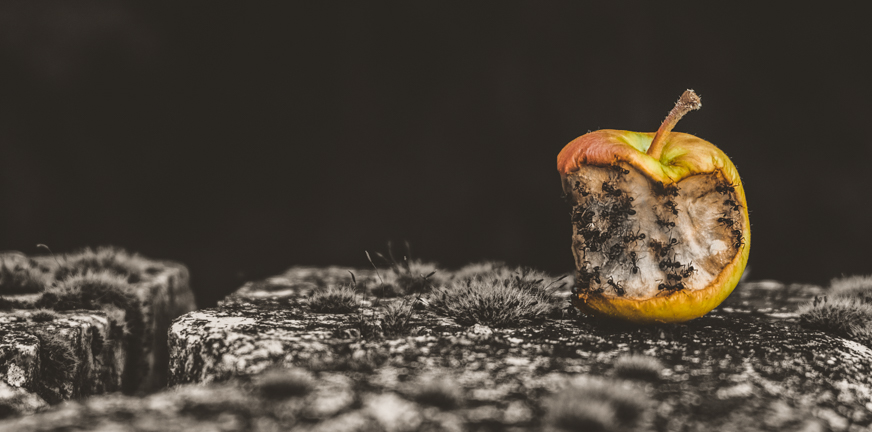 Blog honger