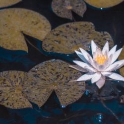 "In de modder groeit de lotus" (Buddha)
