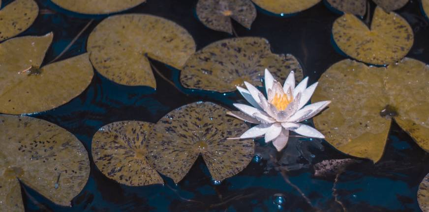 "In de modder groeit de lotus" (Buddha)