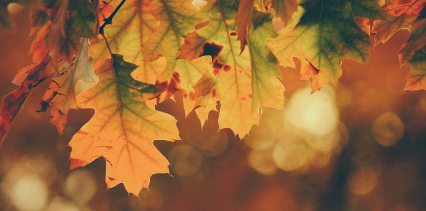 Een terugslagdag is niet perse een nieuwe storm – Herfst