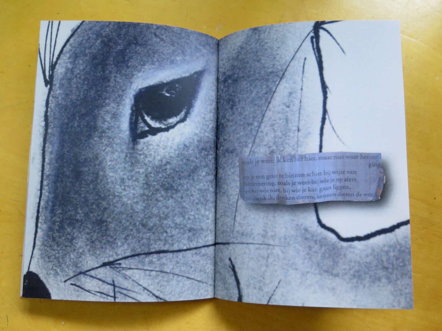 Mijn naam is haas - Judith Bruynzeels * PsychoseNet