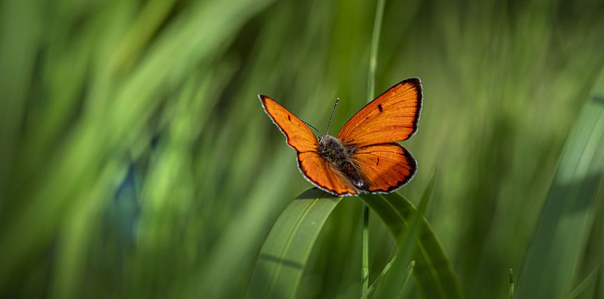 blog-omgaan met prikkels