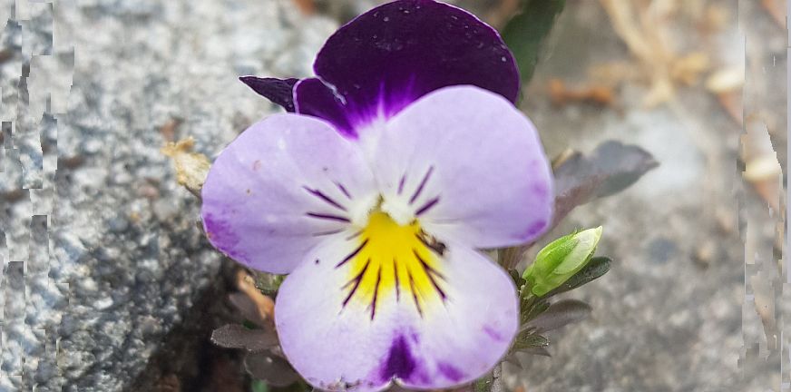 Geniet van kleine dingen – gedicht van May-May