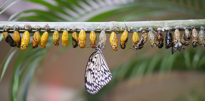 Er was eens een rupsje – gedicht over een transitie