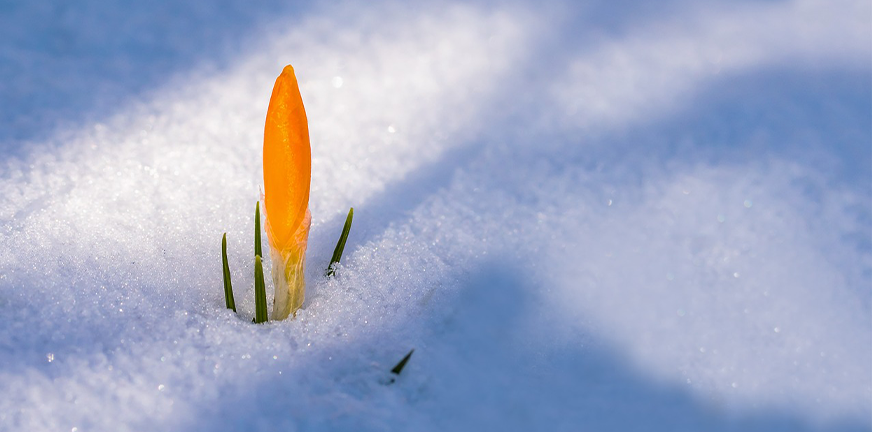 Een nieuw begin in 2024. We gaan van de winter naar de lente. We voelen de warmte niet, en zien het licht nog niet. Toch is de zon er altijd.