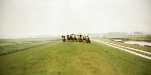 In deze blog biedt Tom een vernieuwend perspectief op psychose herstel: niet als een ziekte, maar als een fase van transformatie.