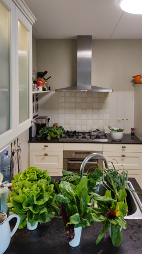 De oogst van april 2025: prei, snijbiet, radijsjes, jonge knoflook, sla, paksoi en rucola/