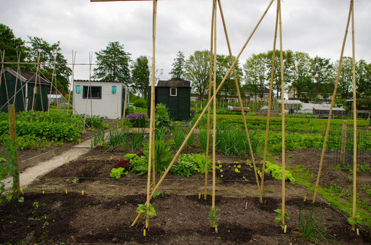 De volkstuin in juni 2013. De tuin begint vorm te krijgen.