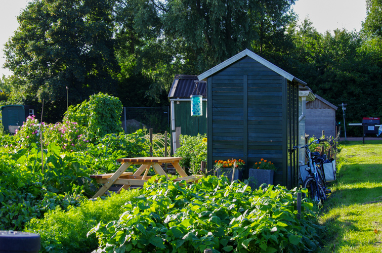 De volkstuin in augustus 2013, ik maakte een plek voor een picknickbank om te kunnen rusten en waar ik van de tuin kan genieten.