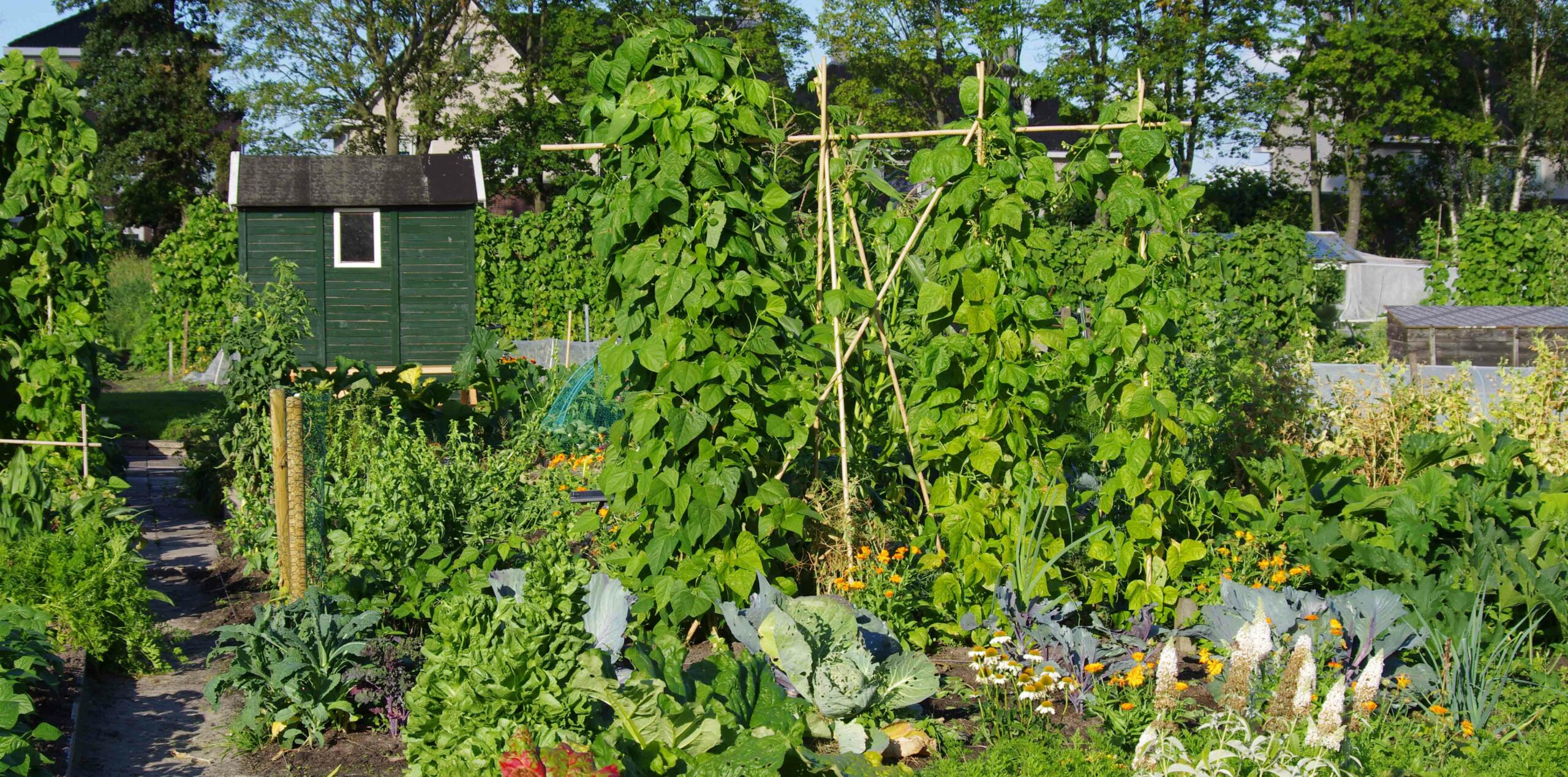 De sociale voedseltuin – gezond, lokaal en vers eten