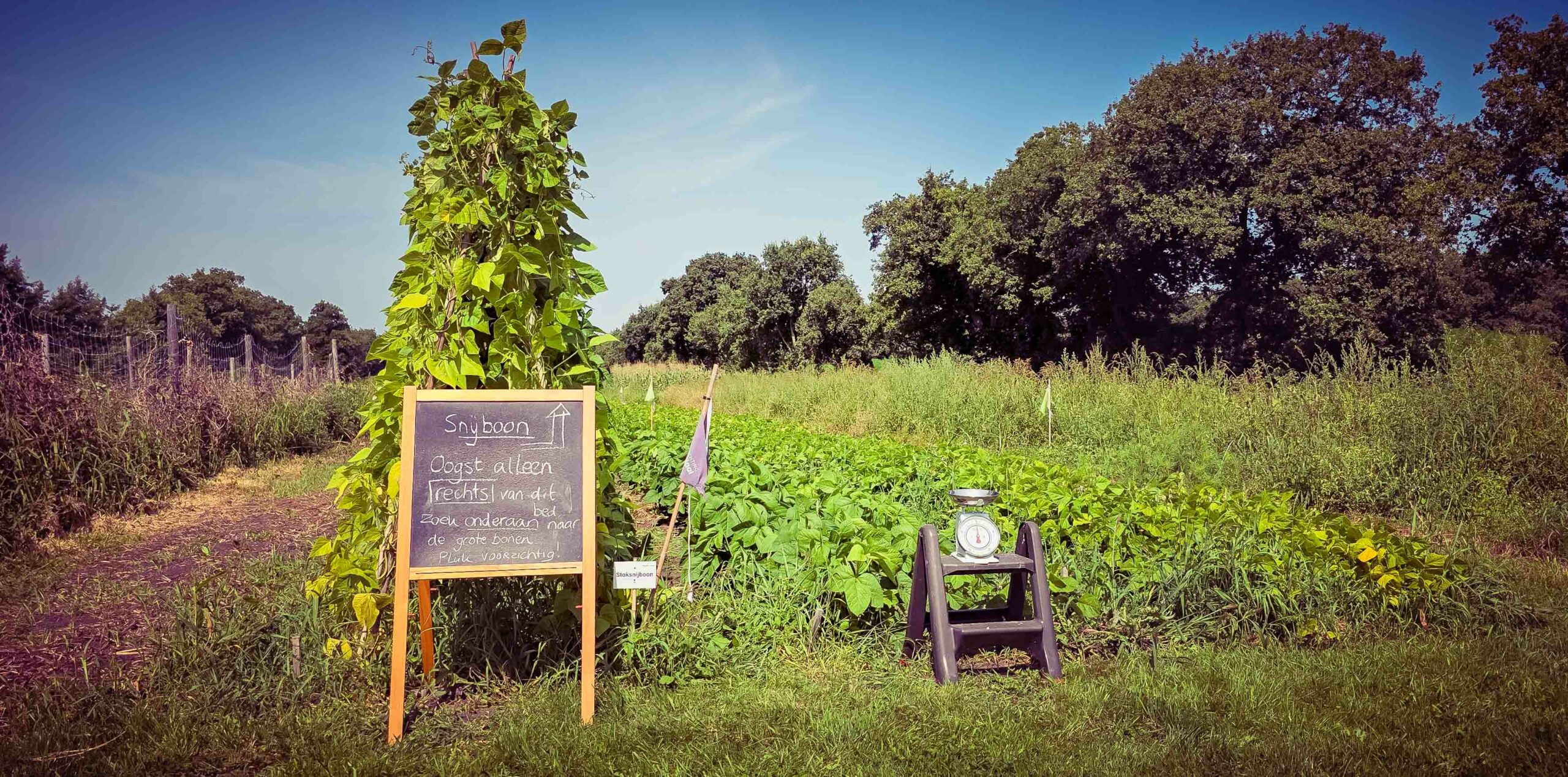 Hoe werkt een sociale oogsttuin? – verslag in woord en beeld