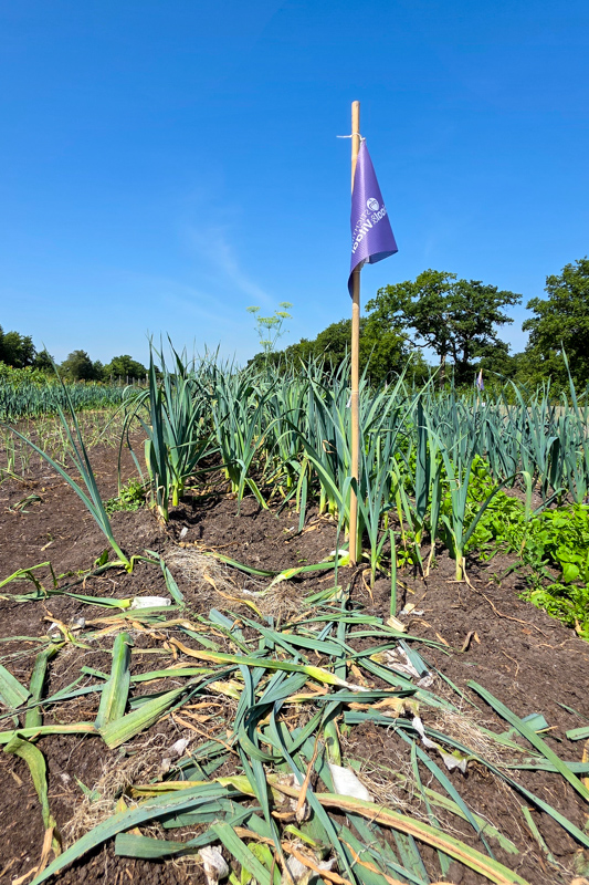 Oogstvlag, achter de vlag mag geoogst worden.