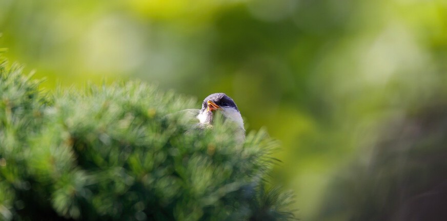 45 jaar en levendig — stemmen en onverwachte inzichten