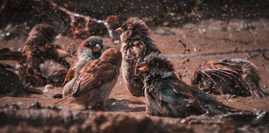 Psychotische ervaringen en sociaal functioneren