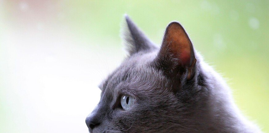 Shared Death Experience (SDE) met mijn huisdier