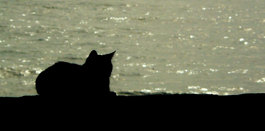 Trauma Kat — onverwachte steun tijdens mijn psychose