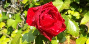 May-May zag een kleine rode roos. Die ene bloem bracht haar tijdens de gedwongen opname helend contact met Christus.