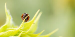 Mantelzorg gebeurt vaak in stilte, maar vraagt veel van degene. Vera beschrijft haar onderzoek naar eenzaamheid bij mantelzorgers.