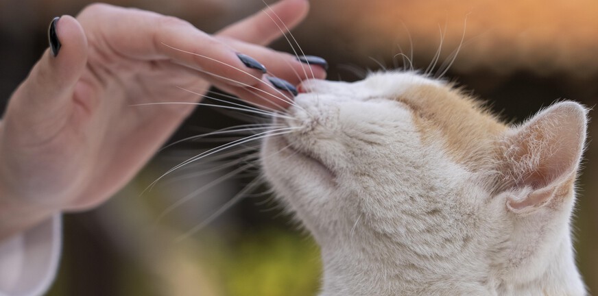 Behoefte aan veiligheid en verbinding: wie wil mij adopteren?