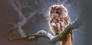Suz schrijft over haar postpartum psychose en het trauma dat hieruit voortkwam. Ze schrijft hierover in haar blog op PsychoseNet.